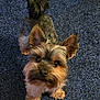 adorable, alert, animal, canine, carpet, companion, cute, dog, domestic, ears, friendly, fur, indoor, looking_up, pet, small_dog, standing, tail, wooden_floor, yorkshire_terrier