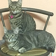 Maya Y Arya is registered to the contest to win money with this photo: american_shorthair, asian, australian_mist, california_spangled, cat, cat_like_mammal, chartreux, domestic_short_haired_cat, dragon_li, european_shorthair, german_rex, kitten, korat, russian_blue, small_to_medium_sized_cats, tabby_cat, whiskers