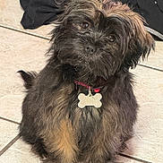 Rumi is registered to the contest to win money with this photo: dog, puppy, small_dog, black_dog, shaggy_fur, long_hair, collar, dog_tag, tile_floor, indoor, sitting, cute, eyes, face, whiskers, pet, looking_up, head_tilt, fur_pattern, paws