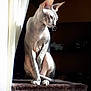 Dita participe au concours pour gagner de l'argent avec cette photo : abyssinian, angora, animal, canine, cat, dog, egyptiancat, kangaroo, manx, pet