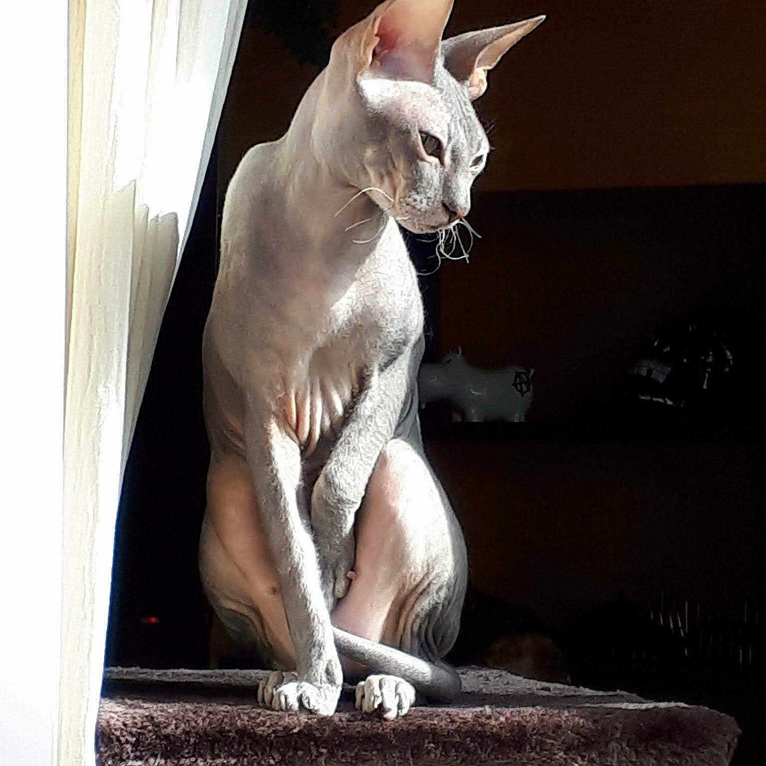 Dita