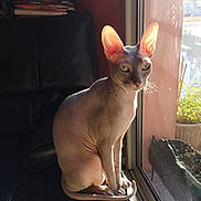Dita a rejoint le concours — aidez-le/la à gagner de superbes lots ! abyssinian, animal, cat, egyptiancat, kitten, pet, plant, siamese
