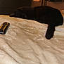 Shadow is registered to the contest to win money with this photo: cat, black_cat, sleeping, bed, blanket, remote_control, dresser, tv, tv_screen, toilet_paper_roll, curtain, nighttime, cozy, pet, indoor, fur, tail, comfy, plush_blanket, furniture