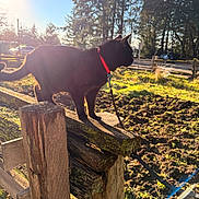 Shadow joined the competition — help win amazing prizes! cat, black_cat, pet, leash, collar, wooden_fence, moss, sunflare, backlight, silhouette, grass, trees, outdoor, nature, sunlight, shadow, field, profile, photography, autumn