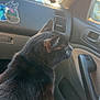 Shadow is registered to the contest to win money with this photo: cat, black_cat, car_interior, dashboard, window, sunlight, sticker, whiskers, ears, fur, passenger_seat, portrait, profile_view, close_up, reflection, glare, travel, road_trip, cozy, pet