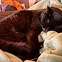 black_cat, cat, sleeping, blanket, cozy, pet, fur, whiskers, nap, indoor, close_up, bedding, paw, domestic_cat, resting, portrait, soft_texture, relaxed, head, muzzle