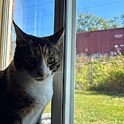 Moon is registered to the contest to win money with this photo: cat, tabby, window, glass, sunlight, shadow, outdoor, garden, grass, train_car, fence, daytime, pet, animal, whiskers, ears, nose, fur, portrait, indoor