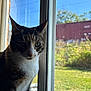 cat, tabby, window, glass, sunlight, shadow, outdoor, garden, grass, train_car, fence, daytime, pet, animal, whiskers, ears, nose, fur, portrait, indoor