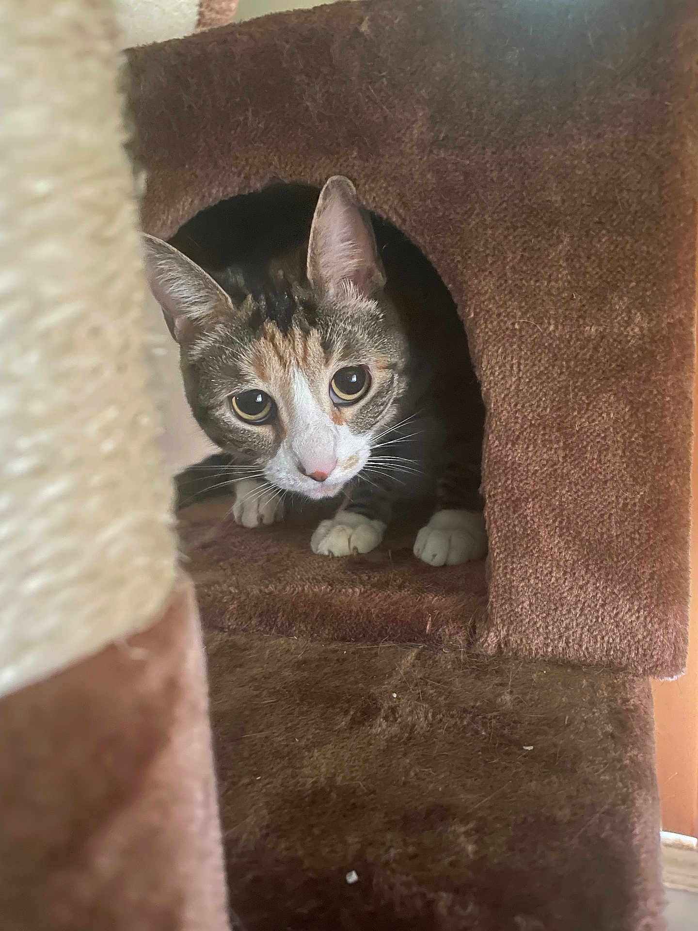 Moon joined the competition — help win amazing prizes! cat, cat_tree, indoor, pet, feline, curious, brown, white_paws, whiskers, ears, eyes, animal, cozy, fur, cute, home, pet_furniture, small_space, looking, alert