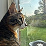 Moon joined the competition — help win amazing prizes! cat, tabby, window, whiskers, feline, looking_out, indoor, daylight, greenery, garden, reflection, closeup, fur, ears, side_profile, pet, animal, domestic, curious, peaceful