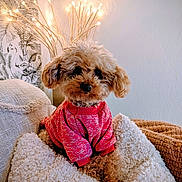 Jallys participe au concours pour gagner de l'argent avec cette photo : dog, poodle, toy_poodle, pet, puppy, pink_sweater, sweater, fluffy, curly_fur, blanket, throw_pillow, couch, lamp, warm_lighting, interior_decor, wall_art, cozy, portrait, cute, fur