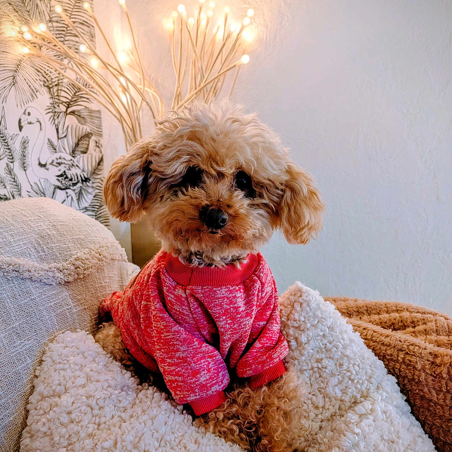Jallys a rejoint le concours — aidez-le/la à gagner de superbes lots ! blanket, couch, cozy, curly_fur, cute, dog, fluffy, fur, interior_decor, lamp, pet, pink_sweater, poodle, portrait, puppy, sweater, throw_pillow, toy_poodle, wall_art, warm_lighting