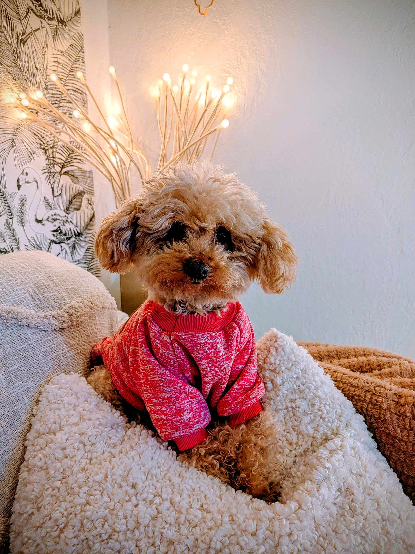 Jallys a rejoint le concours — aidez-le/la à gagner de superbes lots ! dog, poodle, toy_poodle, pet, puppy, pink_sweater, sweater, fluffy, curly_fur, blanket, throw_pillow, couch, lamp, warm_lighting, interior_decor, wall_art, cozy, portrait, cute, fur