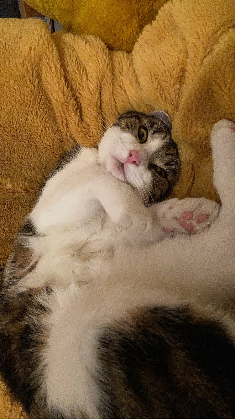 Serge participe au concours pour gagner de l'argent avec cette photo : carnivore, cat, cat_bed, claw, comfort, domestic_short_haired_cat, fawn, felidae, fur, paw, small_to_medium_sized_cats, tail, whiskers