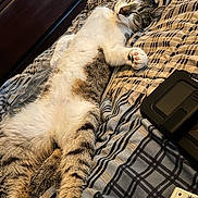 Buddy joined the competition — help win amazing prizes! cat, sleeping, bed, blanket, striped, paw, relaxed, feline, indoor, pet, cute, tabby, fur, whiskers, cozy, resting, domestic_animal, striped_blanket, soft, comfort