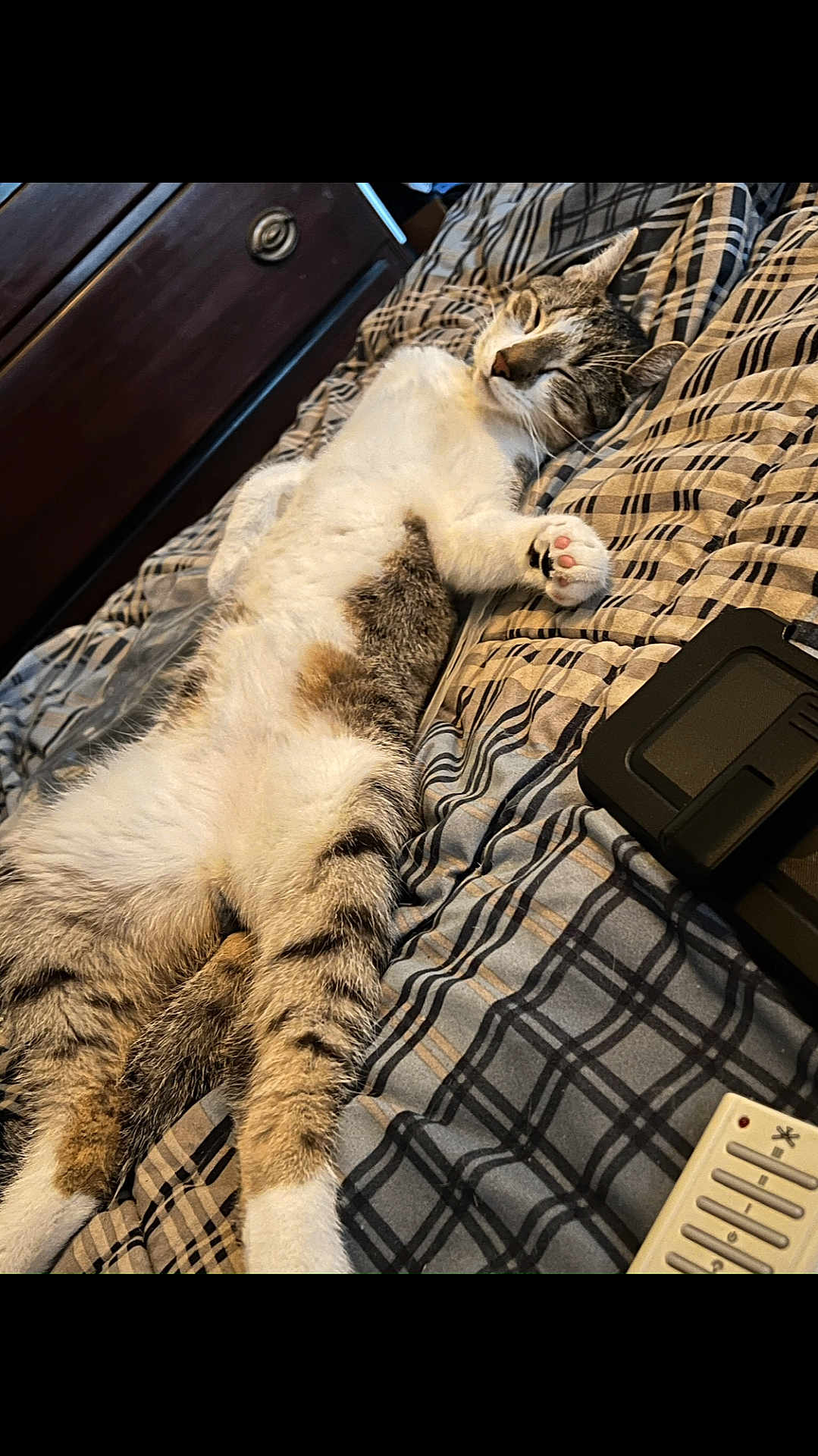 Buddy