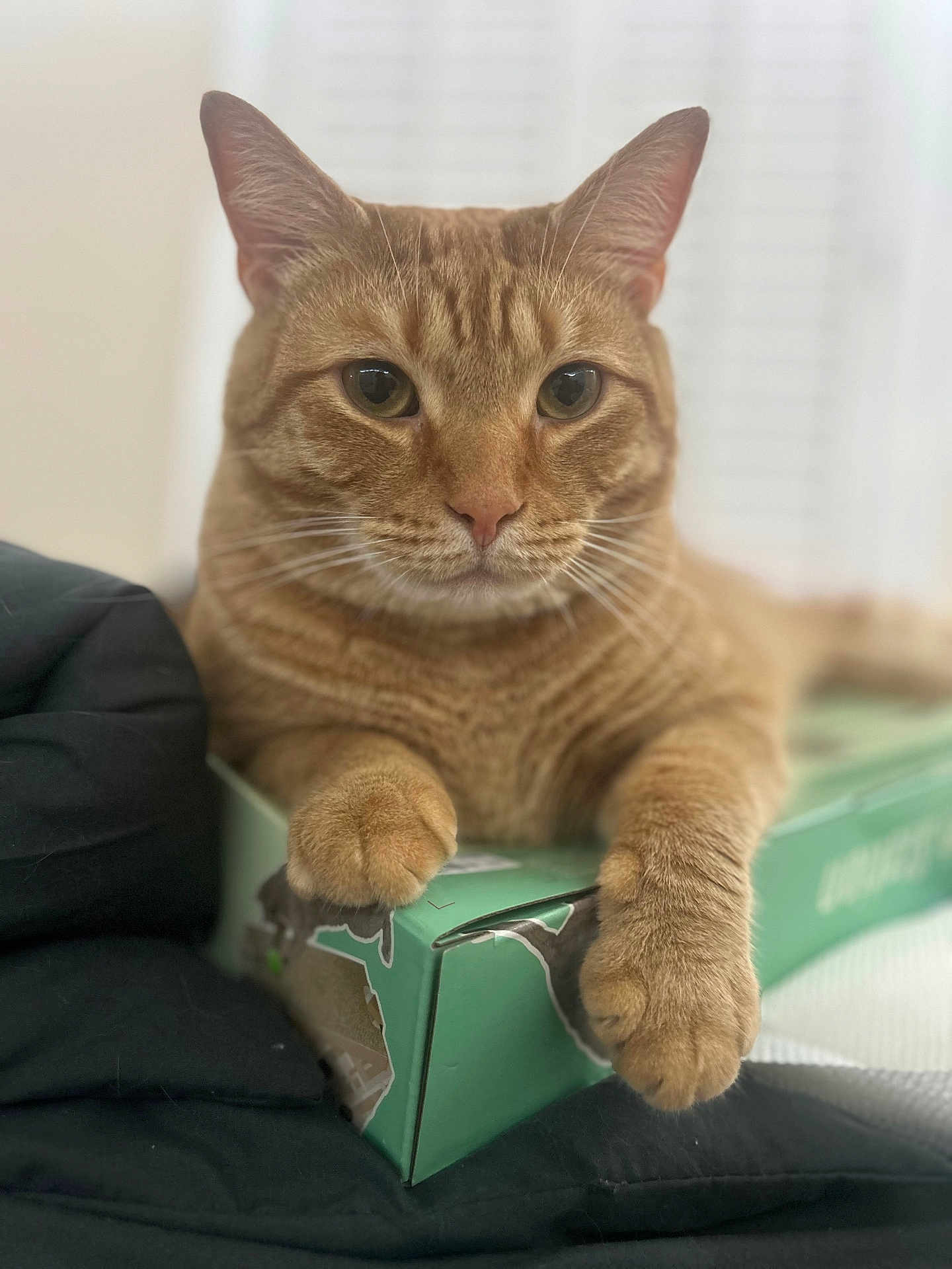 Boo Boo is registered to the contest to win money with this photo: cat, tabby, orange_cat, pet, animal, box, paws, close_up, indoor, relaxed, feline, cute, whiskers, fur, portrait, domestic_cat, resting, soft_light, blurred_background, cozy
