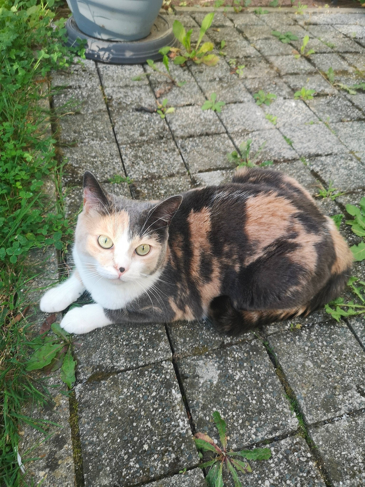 Sakura a rejoint le concours — aidez-le/la à gagner de superbes lots ! carnivore, cat, domestic_short_haired_cat, fawn, felidae, fur, grass, groundcover, leaf, paw, plant, road_surface, sidewalk, sitting, small_to_medium_sized_cats, tail, terrestrial_animal, tree, whiskers