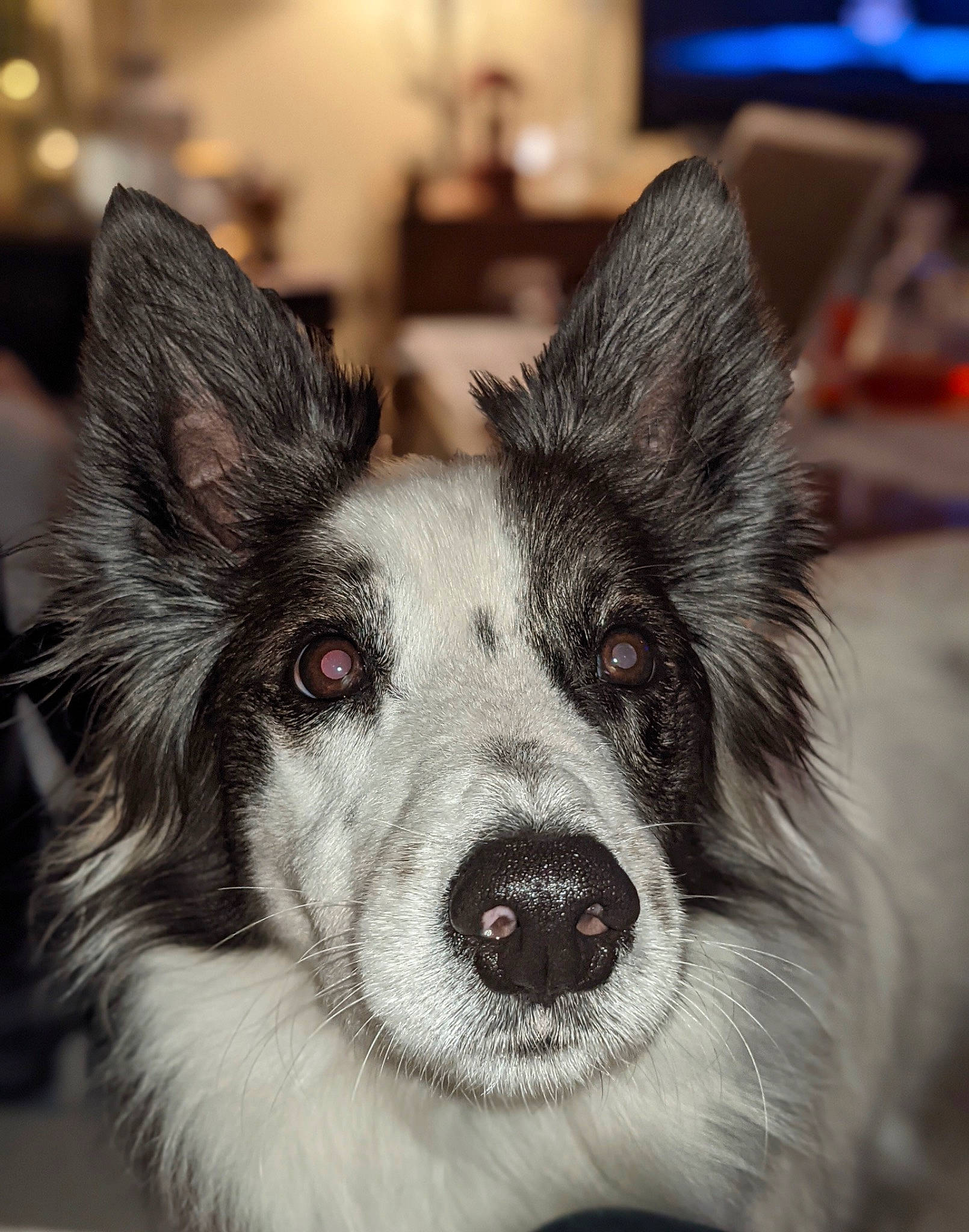 Mambo a rejoint le concours — aidez-le/la à gagner de superbes lots ! carnivore, companion_dog, dog, dog_breed, ear, eye, fur, head, snout, sporting_group, whiskers, working_animal, working_dog