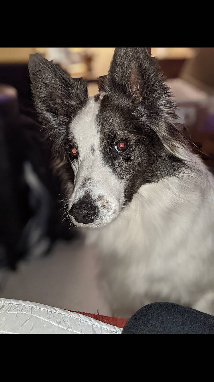 Mambo a rejoint le concours — aidez-le/la à gagner de superbes lots ! canidae, carnivore, collar, companion_dog, dog, dog_breed, dog_collar, fur, herding_dog, monochrome_photography, non_sporting_group, snout, sporting_group, tail, texas_heeler, whiskers, working_animal, working_dog