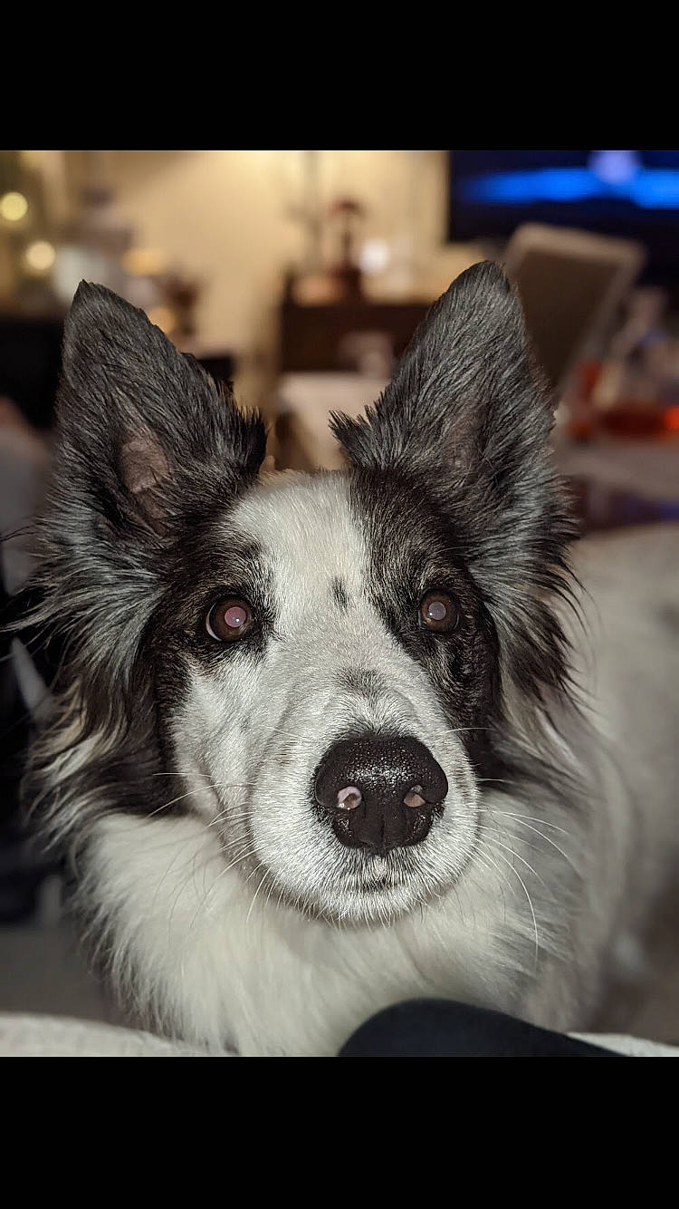 Mambo participe au concours pour gagner de l'argent avec cette photo : canidae, carnivore, companion_dog, dog, dog_breed, ear, fur, happy, jaw, paw, snout, sporting_group, terrestrial_animal, whiskers, working_animal, working_dog