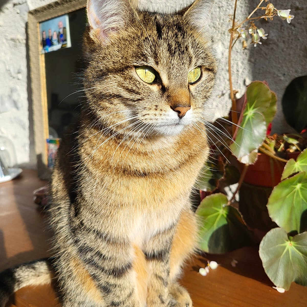 Plume a rejoint le concours — aidez-le/la à gagner de superbes lots ! animal, cat, closeup, ears, eyes, feline, flower, fur, home, indoor, pet, plant, portrait, potted_plant, shadow, sunlight, tabby, texture, whiskers, wooden_surface