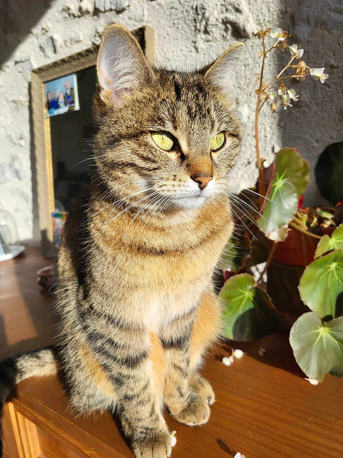 Plume a rejoint le concours — aidez-le/la à gagner de superbes lots ! cat, tabby, pet, animal, feline, whiskers, ears, eyes, sunlight, indoor, plant, flower, wooden_surface, potted_plant, home, portrait, fur, closeup, texture, shadow