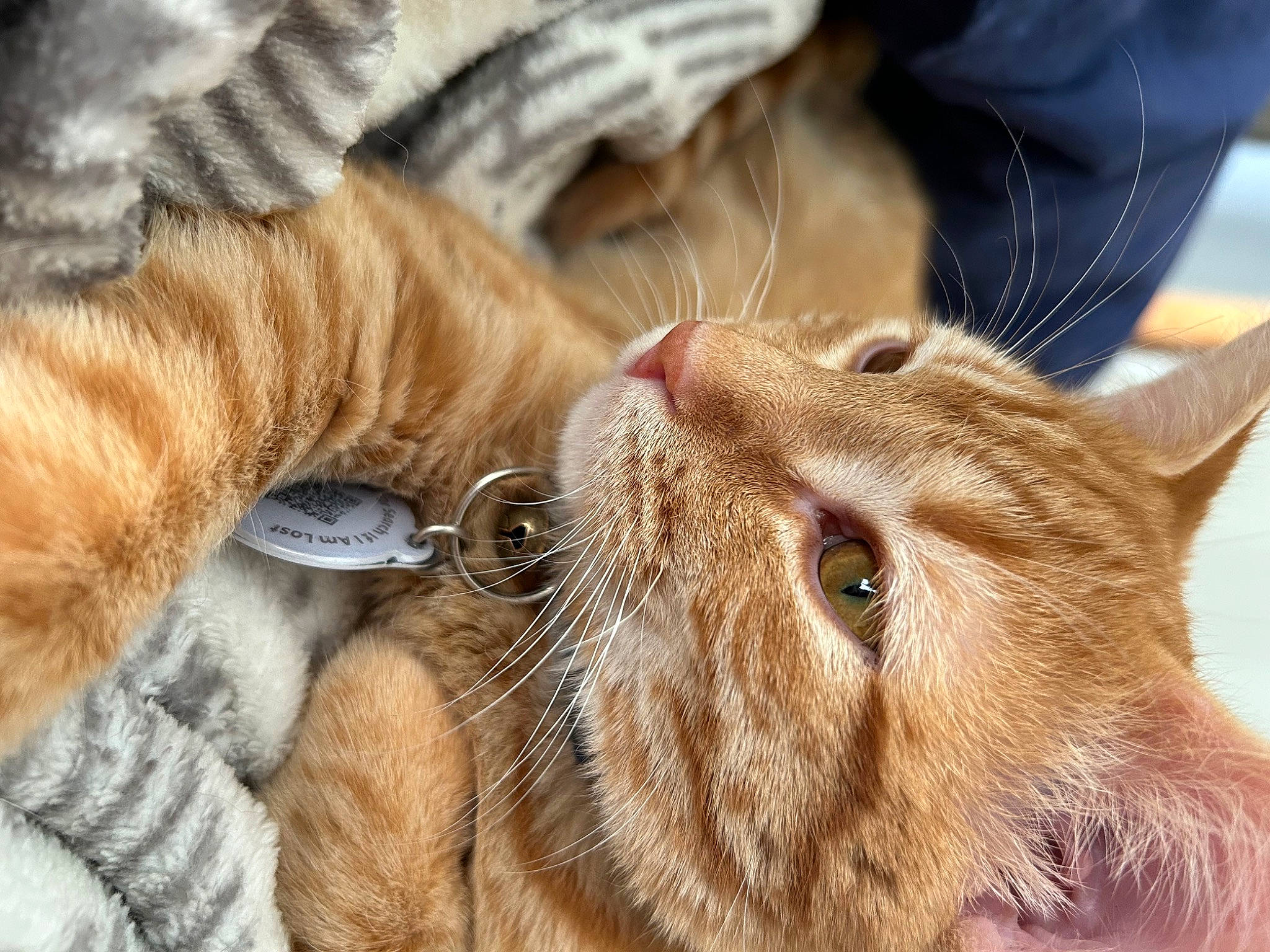 Eddie is registered to the contest to win money with this photo: carnivore, cat, claw, comfort, domestic_short_haired_cat, ear, fawn, felidae, fur, gesture, paw, small_to_medium_sized_cats, snout, tail, terrestrial_animal, whiskers