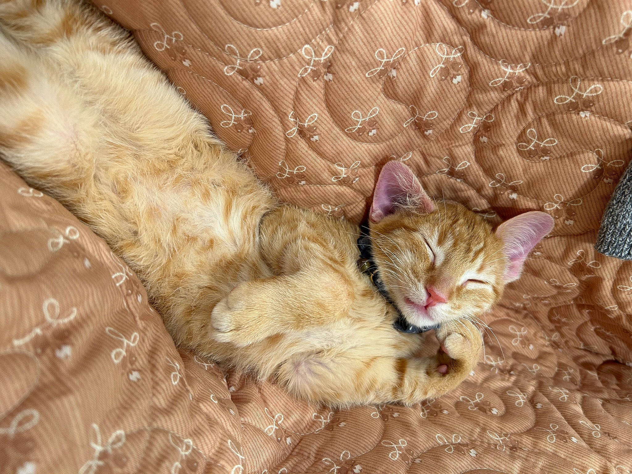 Eddie is registered to the contest to win money with this photo: carnivore, cat, cat_supply, claw, comfort, domestic_short_haired_cat, fawn, felidae, fur, nap, paw, small_to_medium_sized_cats, tail, terrestrial_animal, whiskers