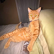 Ginger Rose joined the competition — help win amazing prizes! cat, ginger_cat, pet, bed, blanket, pillow, indoor, relaxed, orange_fur, whiskers, animal, feline, lying_down, looking_at_camera, cozy, domestic_cat, night, flash, eyes_glowing, resting
