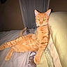 cat, ginger_cat, pet, bed, blanket, pillow, indoor, relaxed, orange_fur, whiskers, animal, feline, lying_down, looking_at_camera, cozy, domestic_cat, night, flash, eyes_glowing, resting