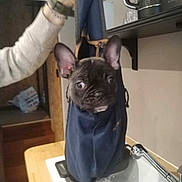 Aimy a rejoint le concours — aidez-le/la à gagner de superbes lots ! dog, french_bulldog, puppy, pet, animal, face, portrait, wrinkled, ears, eyes, black_dog, blue_bag, carrier_bag, kitchen, sink, indoors, human_hand, hanging, funny, cute
