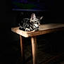 Micho participe au concours pour gagner de l'argent avec cette photo : animal, calm, cat, closeup, cozy, cute, dark_background, domestic_animal, feline, indoor, kitten, peaceful, pet, quiet, resting, sleeping, soft_light, striped_fur, table, wooden_table