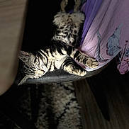 Micho participe au concours pour gagner de l'argent avec cette photo : animal, carpet, cat, chair, cozy, domestic, feline, fur_pattern, indoor, kitten, nap, paw, pet, purple_cloth, relaxed, shadow, sleeping, soft_light, striped_fur, whiskers