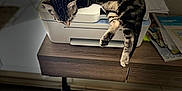 Micho participe au concours pour gagner de l'argent avec cette photo : cat, cozy, domestic_animal, feline, home, indoor, natural_light, office, papers, pet, printer, quiet, relaxing, shadow, sleeping_cat, striped_fur, tabby_cat, table, window, wooden_desk