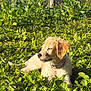 golden_retriever, puppy, dog, grass, plants, sunlight, outdoor, nature, greenery, fence, young_dog, collar, pet, animal, peaceful, resting, cute, fluffy, summer, sunshine