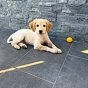 Athos participe au concours pour gagner de l'argent avec cette photo : puppy, dog, pet, floor, tile, stone_wall, toy, yellow, indoor, laying_down, cute, animal, young, fur, ears, paw, looking, relaxed, domestic, companion