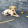 puppy, dog, pet, floor, tile, stone_wall, toy, yellow, indoor, laying_down, cute, animal, young, fur, ears, paw, looking, relaxed, domestic, companion
