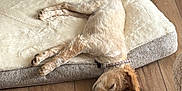 Athos participe au concours pour gagner de l'argent avec cette photo : dog, sleeping, dog_bed, wooden_floor, blanket, collar, indoor, table, pet, cozy, relaxing, fur, resting, home, quiet, calm, light, floor, animal, napping