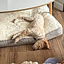 dog, sleeping, dog_bed, wooden_floor, blanket, collar, indoor, table, pet, cozy, relaxing, fur, resting, home, quiet, calm, light, floor, animal, napping
