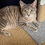 Mabel is registered to the contest to win money with this photo: cat, gray_tabby, carpet, scratching_post, indoor, pet, animal, feline, whiskers, ears, paws, eyes, looking, resting, home, cozy, fur, cute, domestic_cat, curious