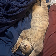 Mabel joined the competition — help win amazing prizes! cat, sleeping, stretching, bed, blanket, feline, paw, relaxed, cozy, indoor, fur, striped, pet, animal, resting, comfort, soft, cute, mammal, domestic