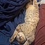 animal, bed, blanket, cat, comfort, cozy, cute, domestic, feline, fur, indoor, mammal, paw, pet, relaxed, resting, sleeping, soft, stretching, striped