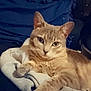 Mabel joined the competition — help win amazing prizes! cat, feline, pet, animal, close_up, cute, cozy, blanket, resting, whiskers, ears, paw, fur, indoor, portrait, relaxed, sleepy, soft, heart, night