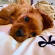 Benjamin joined the competition — help win amazing prizes! dog, puppy, brown_fur, bed, bedding, close_up, portrait, nose, eyes, whiskers, lying_down, relaxed, indoor, blanket, embroidery, pillow, cozy, cute, home_interior, furniture