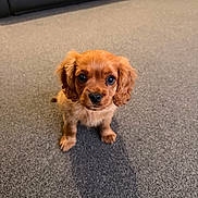 Benjamin is registered to the contest to win money with this photo: adorable, big_eyes, black_nose, brown_fur, carpet, companion, cute, dog, domestic_animal, floor, floppy_ears, indoor, living_room, looking_at_camera, pet, portrait, puppy, sitting, small, sofa