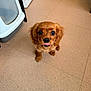 Benjamin joined the competition — help win amazing prizes! dog, puppy, cavalier_spaniel, brown_fur, tongue_out, looking_up, big_eyes, sitting, indoor, tiled_floor, litter_box, pet, close_up, cute, small_dog, floor_tiles, head, paws, door, home_interior