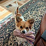 animal, brown_and_white, carpet, companion, cute, dog, domestic, ears, floor, household, indoor, looking_up, pet, playful, plush_toy, rug, small_dog, tail, toy, wooden_furniture