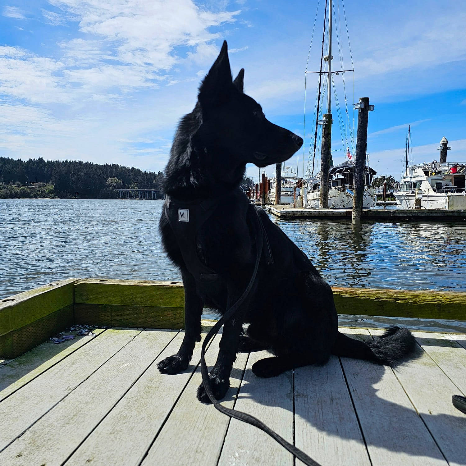 Benji is registered to the contest to win money with this photo: black_norwegian_elkhound, canidae, carnivore, cloud, collar, companion_dog, dog, dog_breed, dog_collar, guard_dog, lake, sky, sporting_group, tail, water, wood, working_animal, working_dog