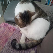Nounou participe au concours pour gagner de l'argent avec cette photo : animal, blanket, cat, couch, cozy, curled_up, fur, furniture, grooming, home, indoor, paw, pet, photograph, relaxed, sleeping, striped_blanket, tabby_cat, tail, white_cat